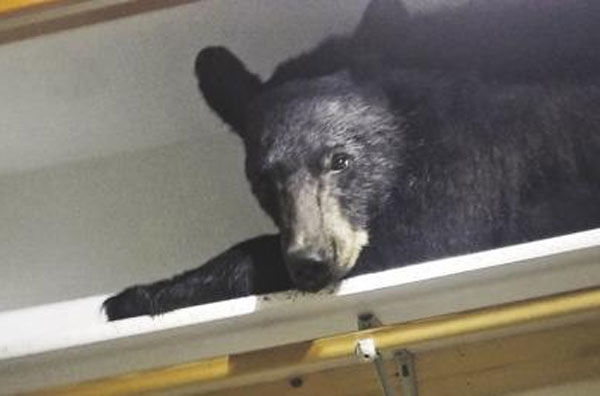Bear in a closet